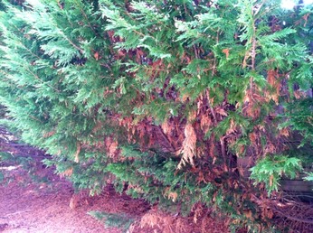 Leyland cypress tree arborist onebark