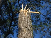 pine certified arborist atlanta