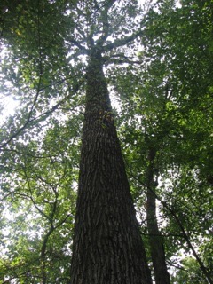specimen tree certified arborist