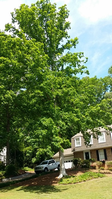 White oak fertilized by certified arborist