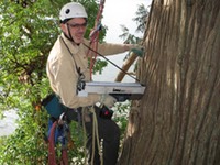 Resistograph Certified Arborist tree