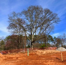 tree prescriptions protection certified arborist atlanta