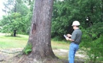 Inspecting a tree