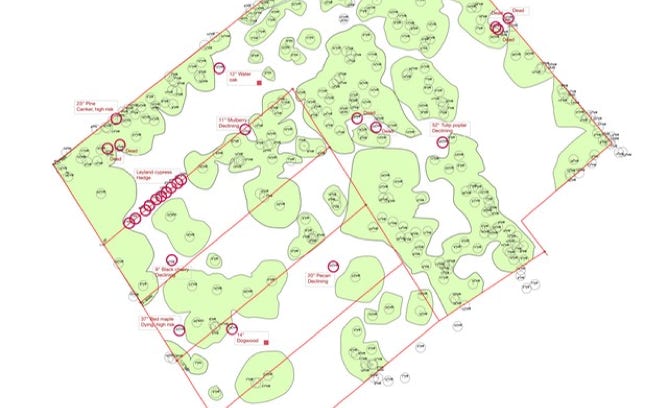 tree canopy map