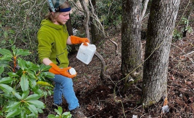 Hemlock wooly adelgid treatment and management